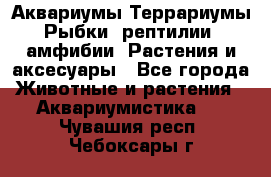 Аквариумы.Террариумы.Рыбки, рептилии, амфибии. Растения и аксесуары - Все города Животные и растения » Аквариумистика   . Чувашия респ.,Чебоксары г.